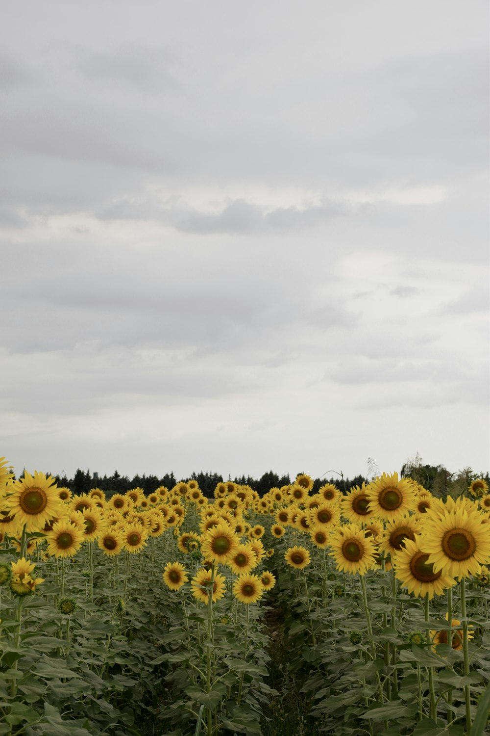 a large field of sunflowers under a cloudy sky