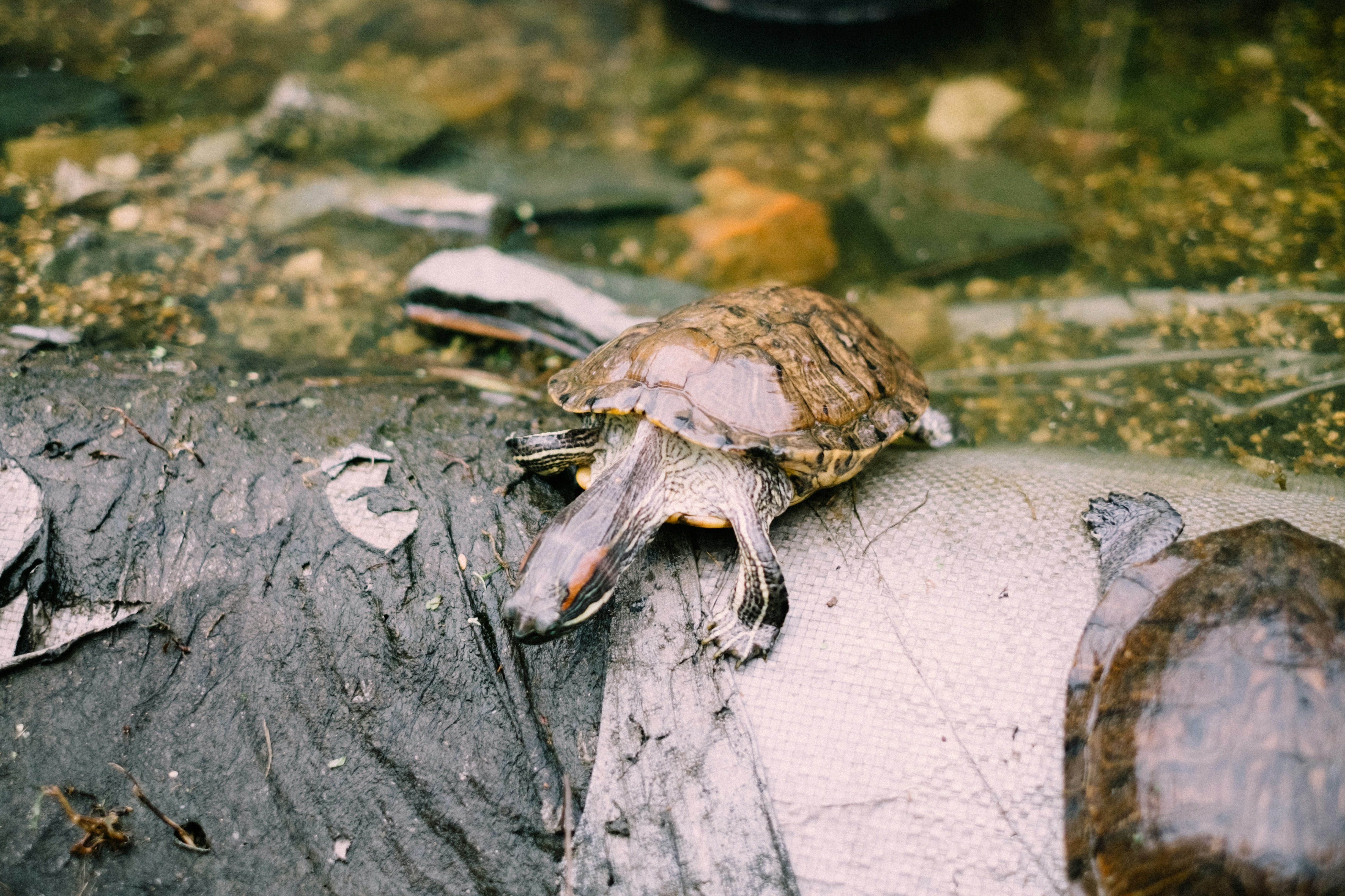 a turtle is sitting on a log in the water