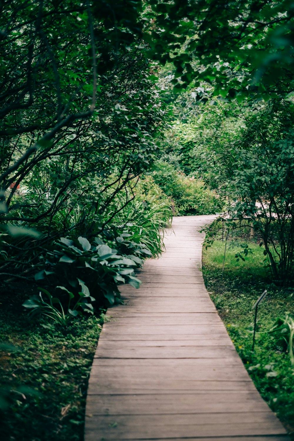 a wooden path through a lush green forest