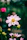 a close up of a pink flower with other flowers in the background