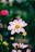 a close up of a pink flower with other flowers in the background