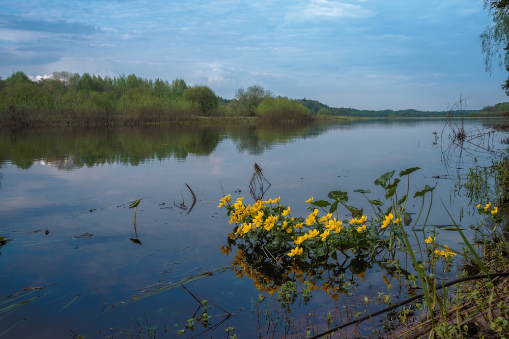 a body of water with yellow flowers in the foreground