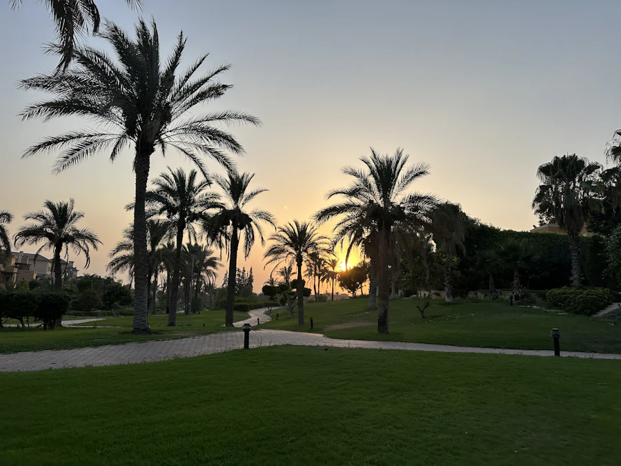 Coucher de soleil sur les palmiers