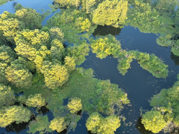 An aerial view of a lush, green wetland area with clusters of trees surrounded by water. The scene is vibrant with various shades of green foliage against the dark blue water, creating a natural mosaic pattern. Sunlight reflects off the leafy canopy, highlighting the texture and depth of the landscape.