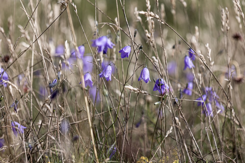 a bunch of blue flowers that are in the grass