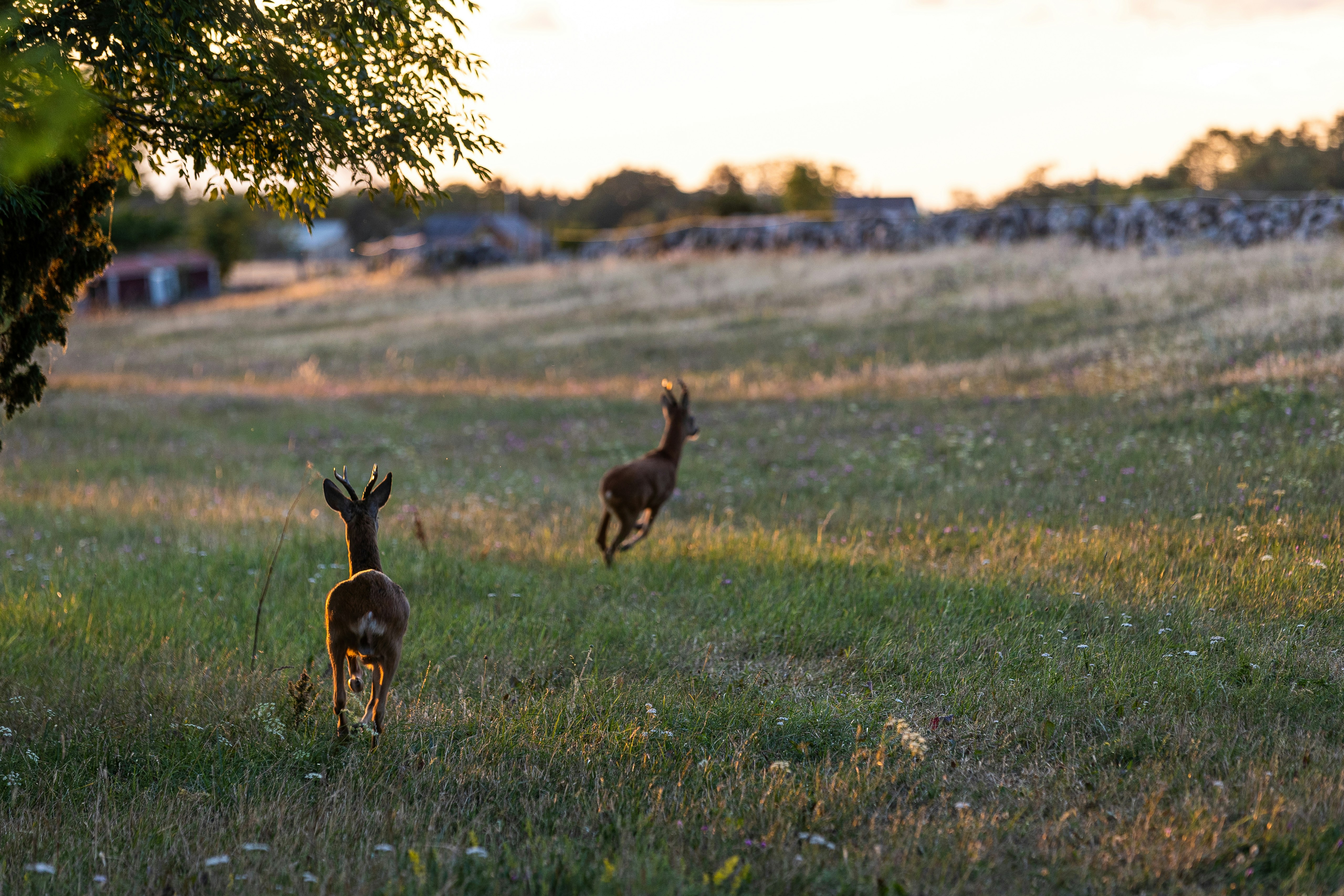 Öland Natur