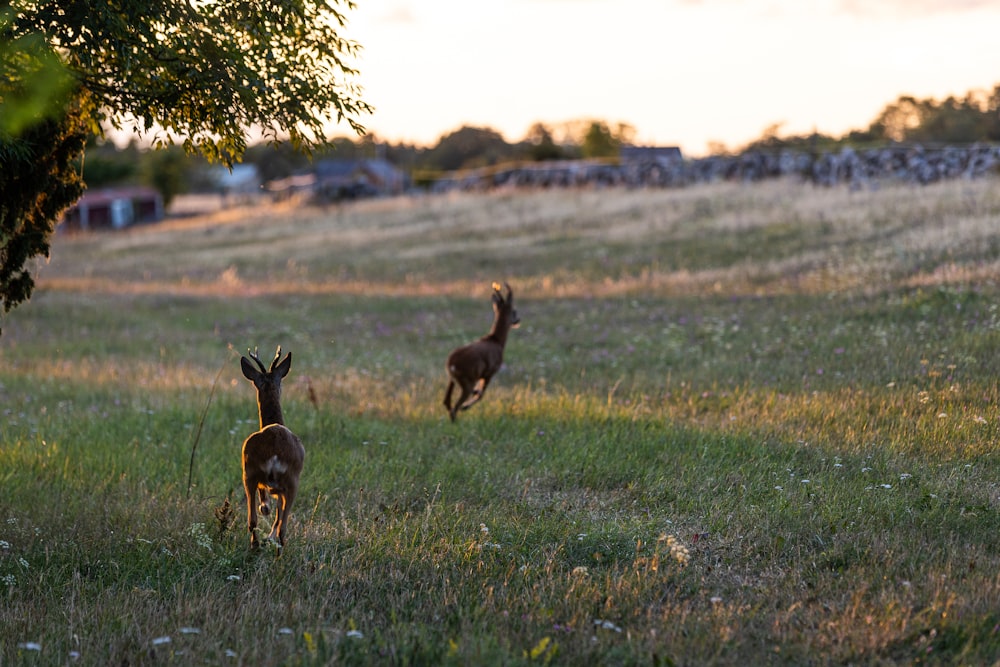 a couple of deer running across a grass covered field