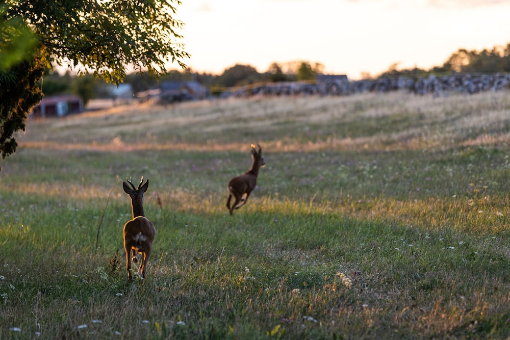 un couple de cerfs courant à travers un champ couvert d’herbe