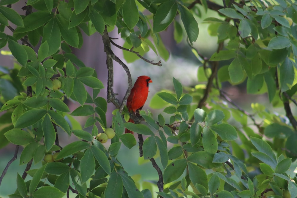 a red bird perched on a branch of a tree