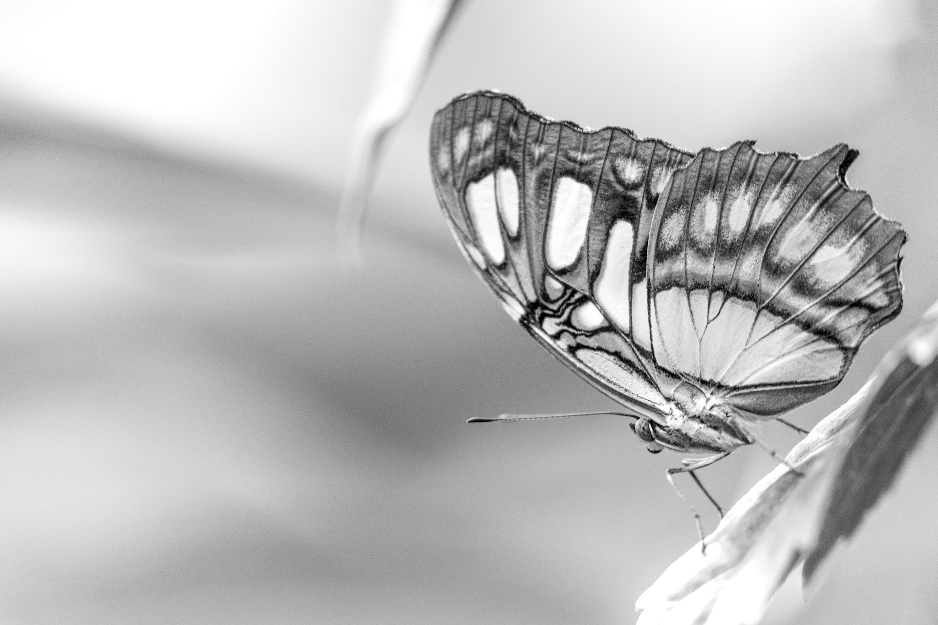 A close-up shot of a vibrant butterfly resting delicately on a leaf, highlighting intricate wing patterns with a dark blurred backdrop.