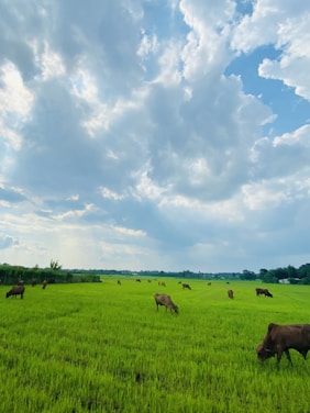 A lush green farm with healthy cattle grazing under a clear sky.