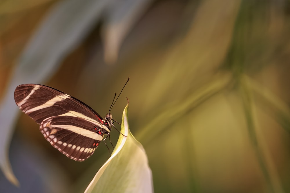 un papillon brun et blanc assis au sommet d’une feuille verte