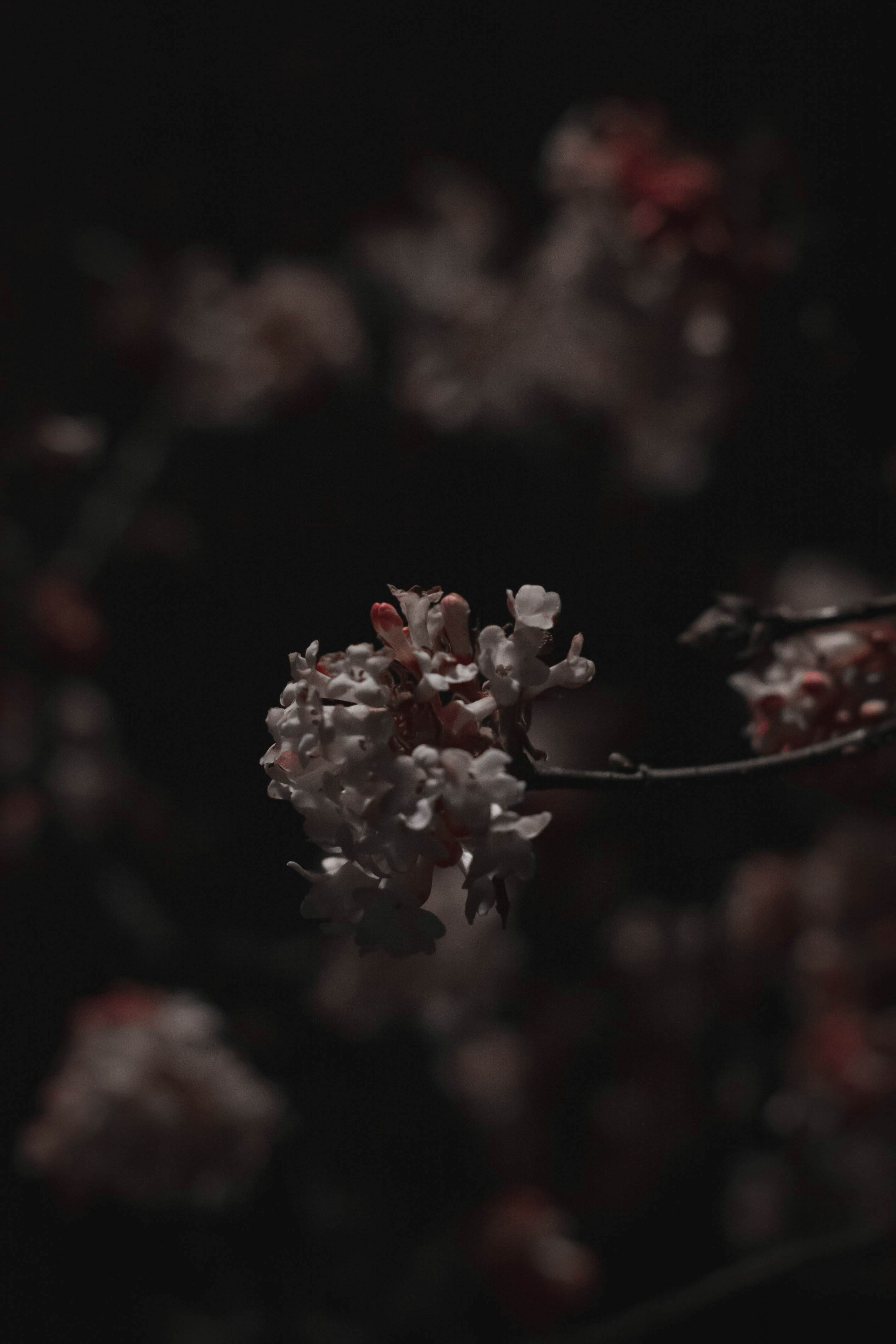 um close up de uma flor em um galho de árvore