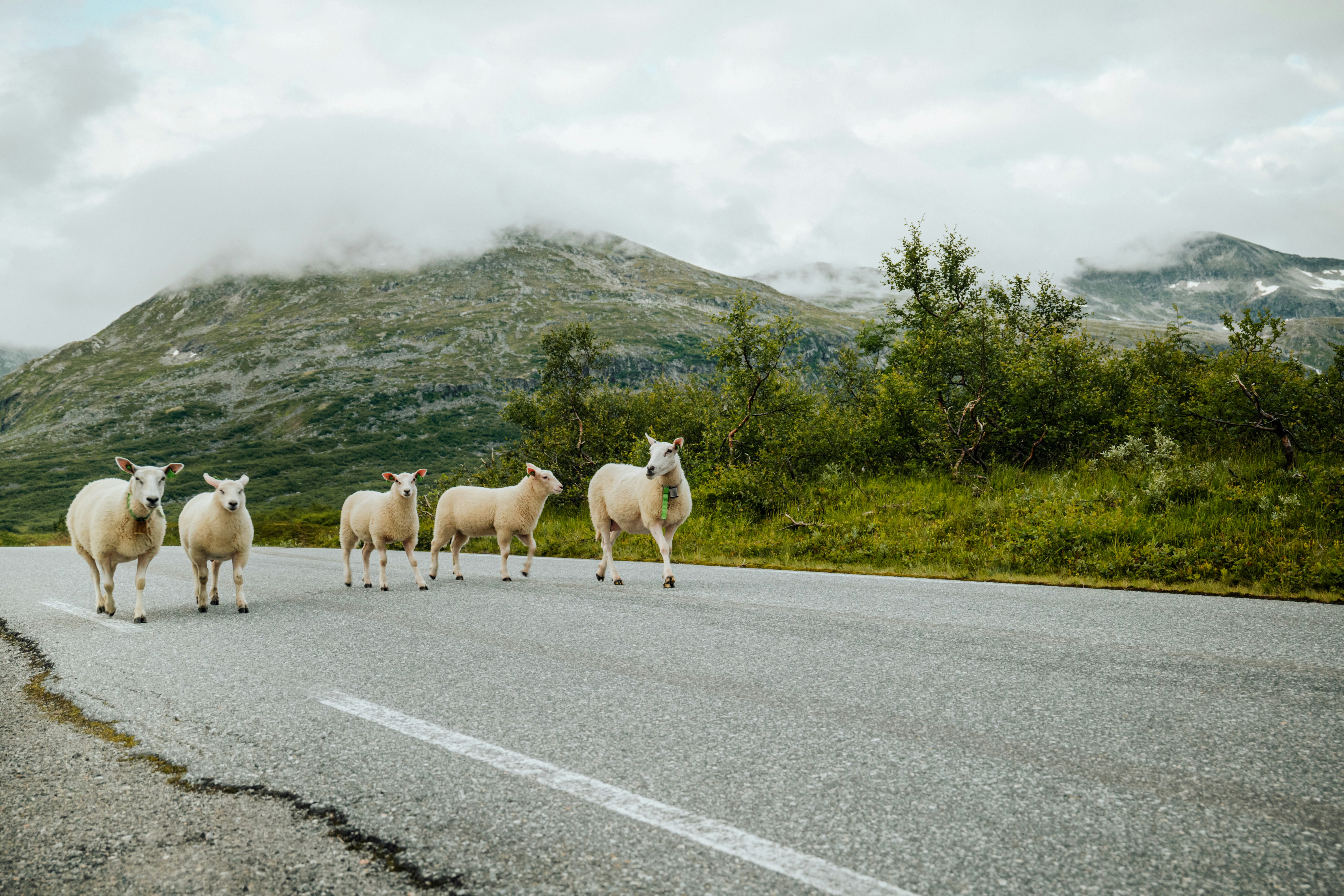a herd of sheep walking across a road