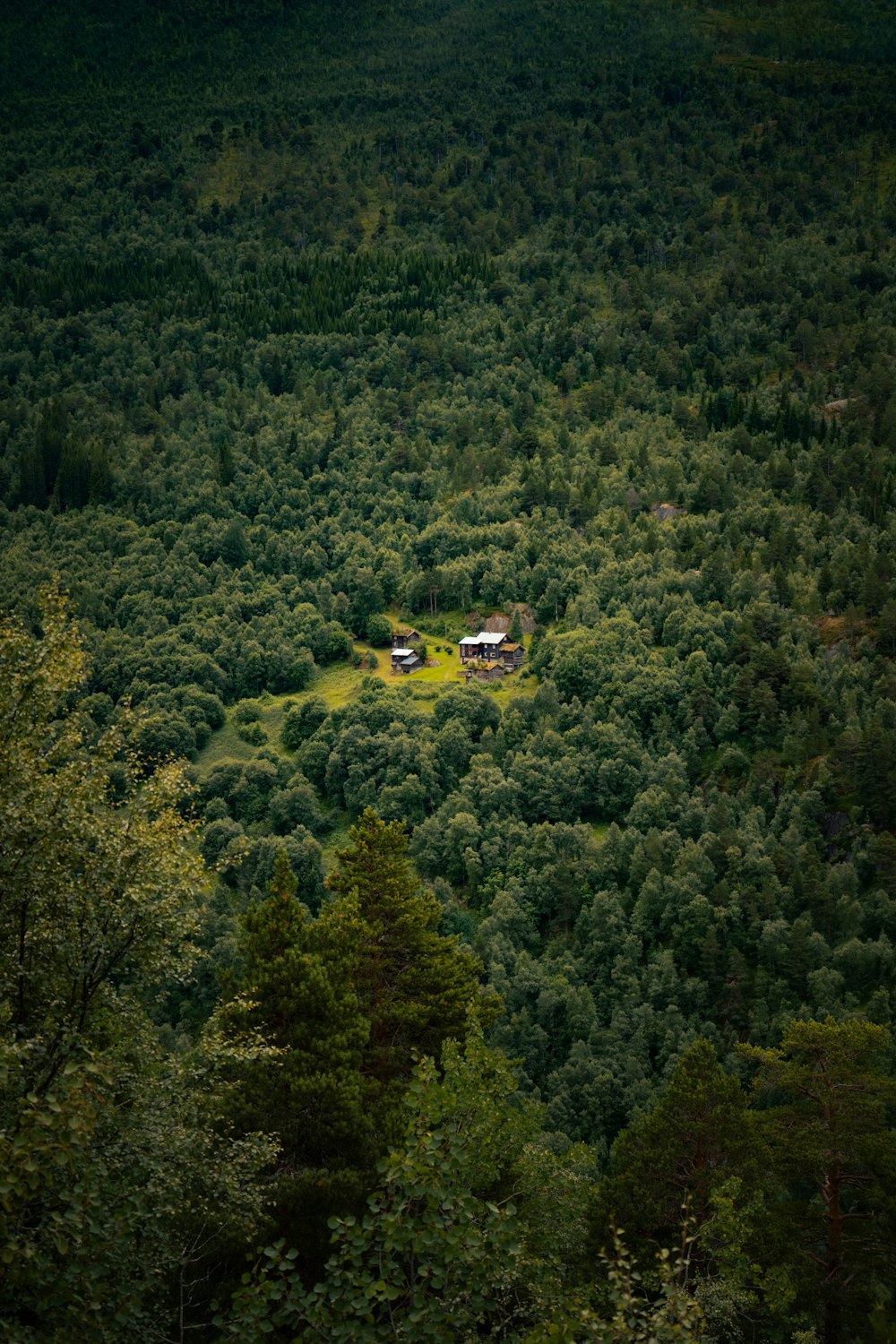 a lush green forest filled with lots of trees