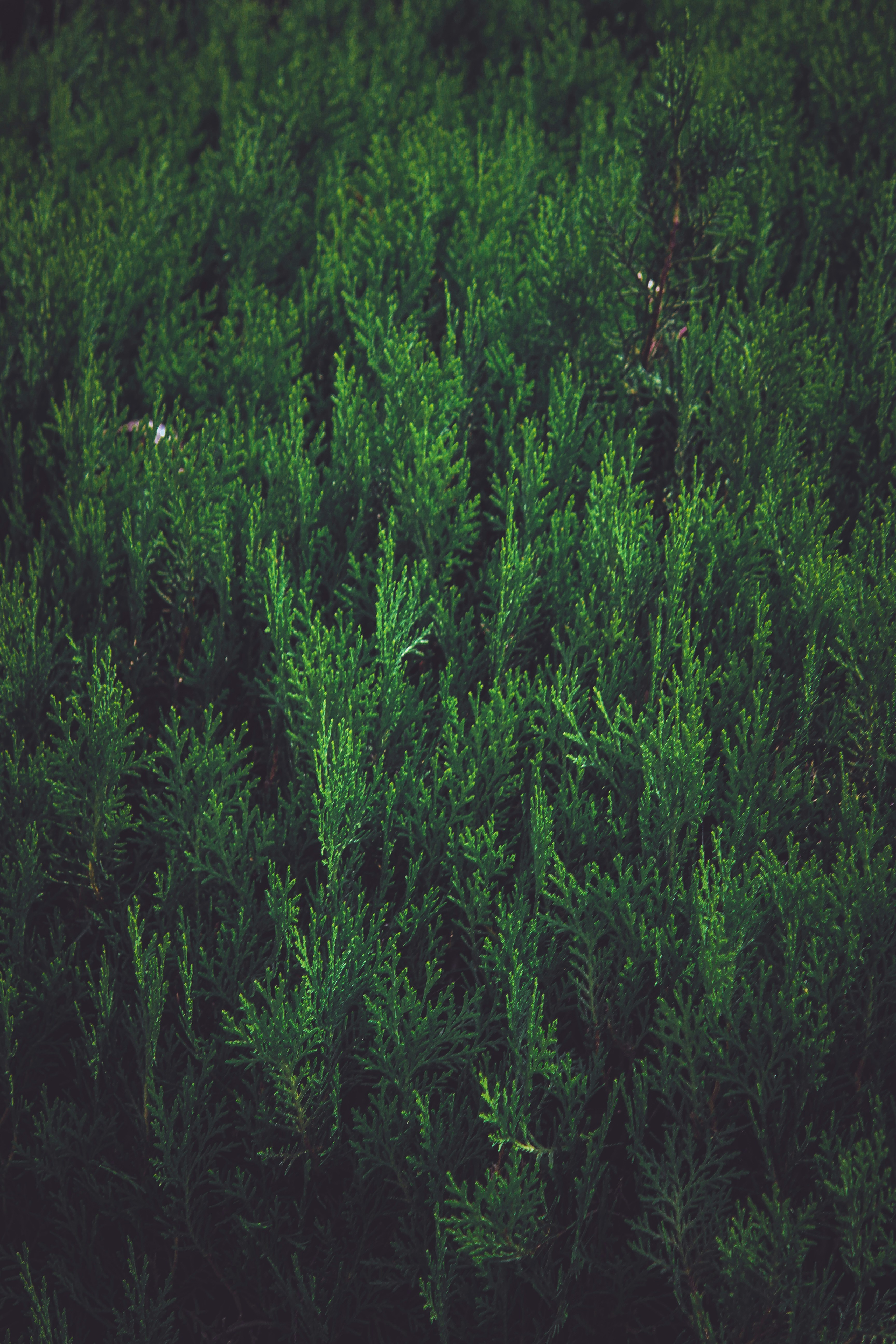 Photo by ankit_pai_n