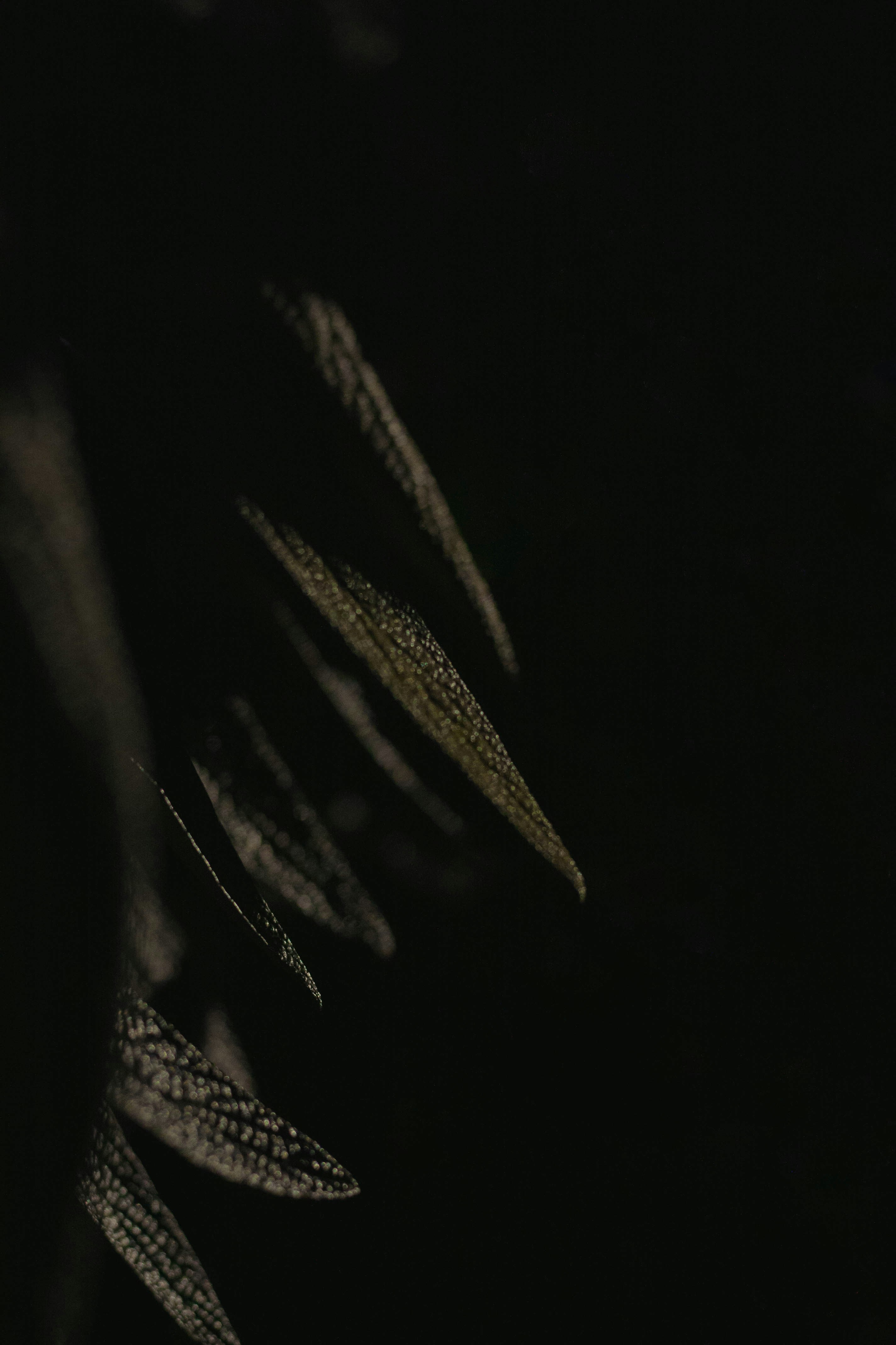 Photo by infernisvox