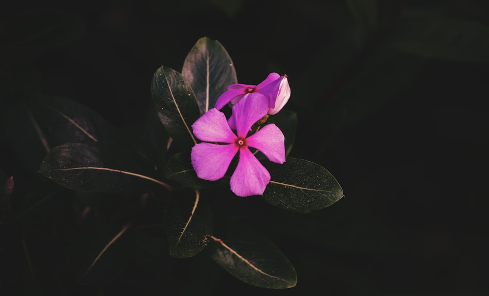 a purple flower with green leaves on a black background