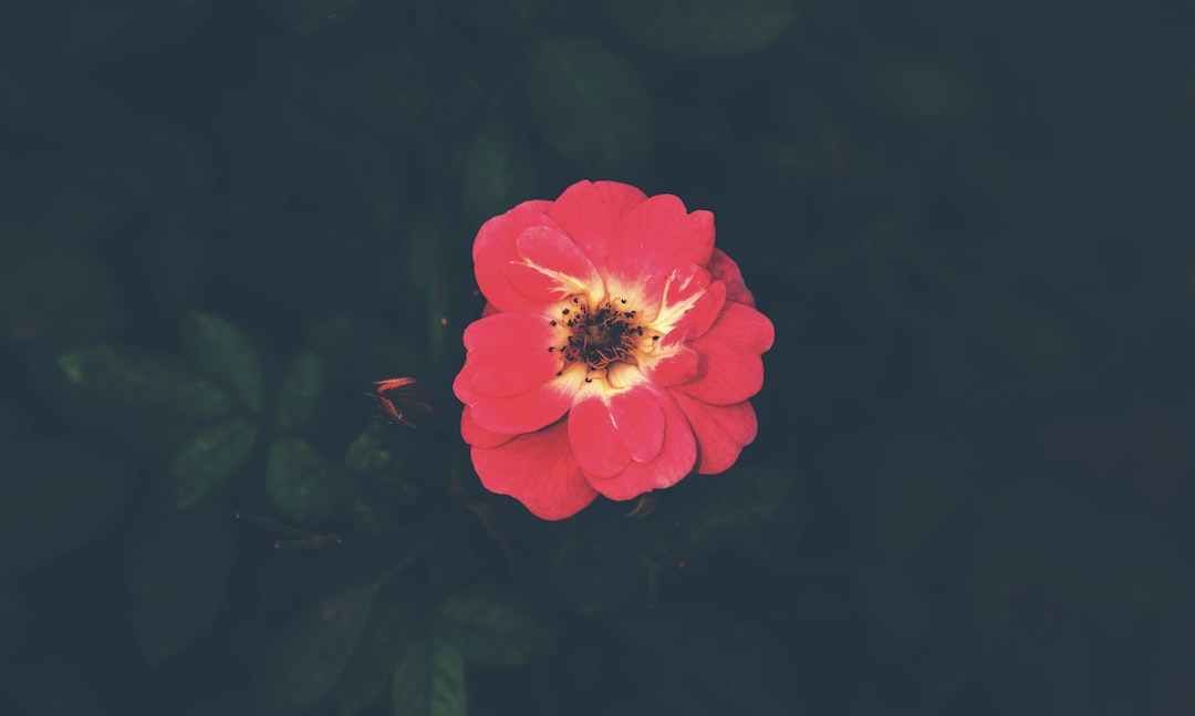 a red flower with a black background,