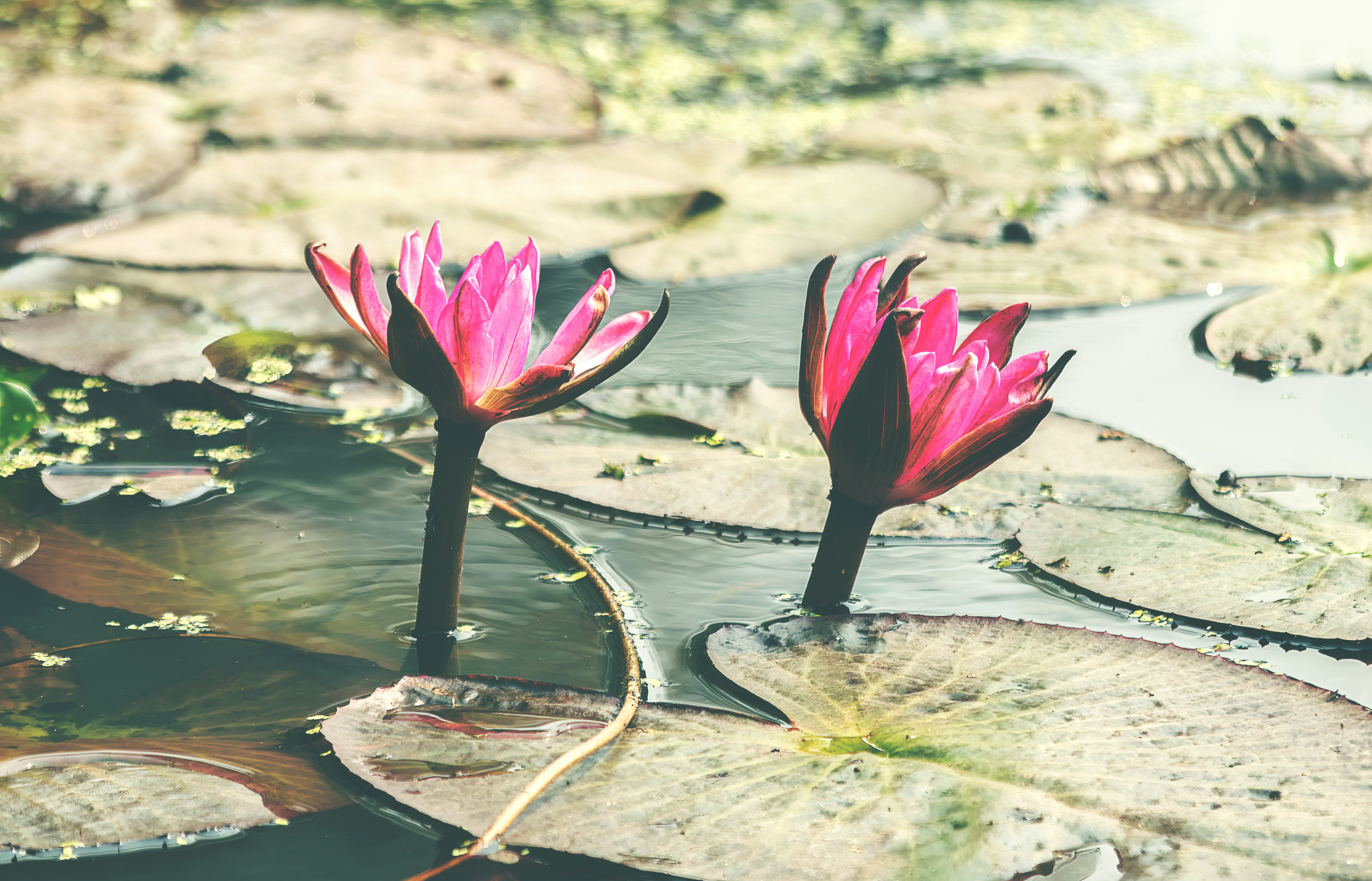 a couple of pink flowers sitting on top of lily pads