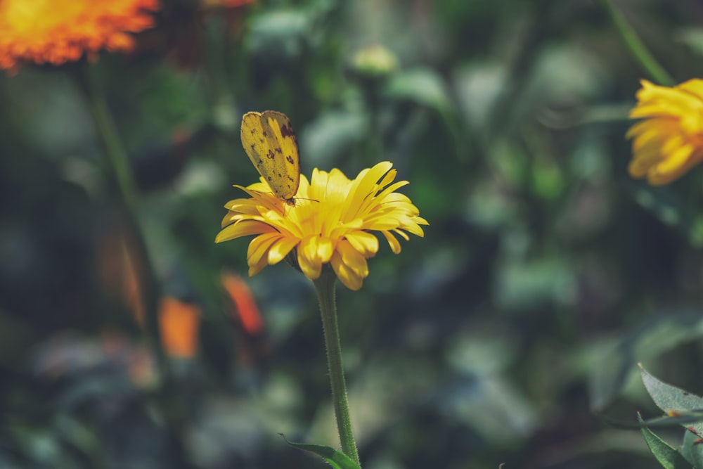 a yellow butterfly sitting on a yellow flower