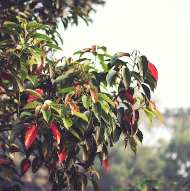 a close up of a tree with lots of leaves