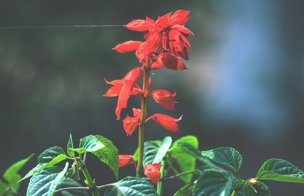 a red flower with green leaves in the foreground