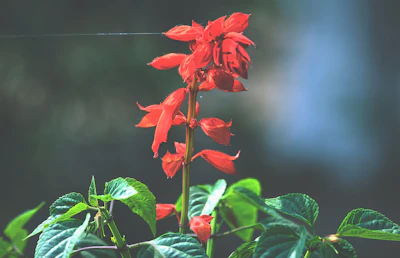 Salvia Scarlet Sage India — Sunbird Magnet Winter Flower Guide