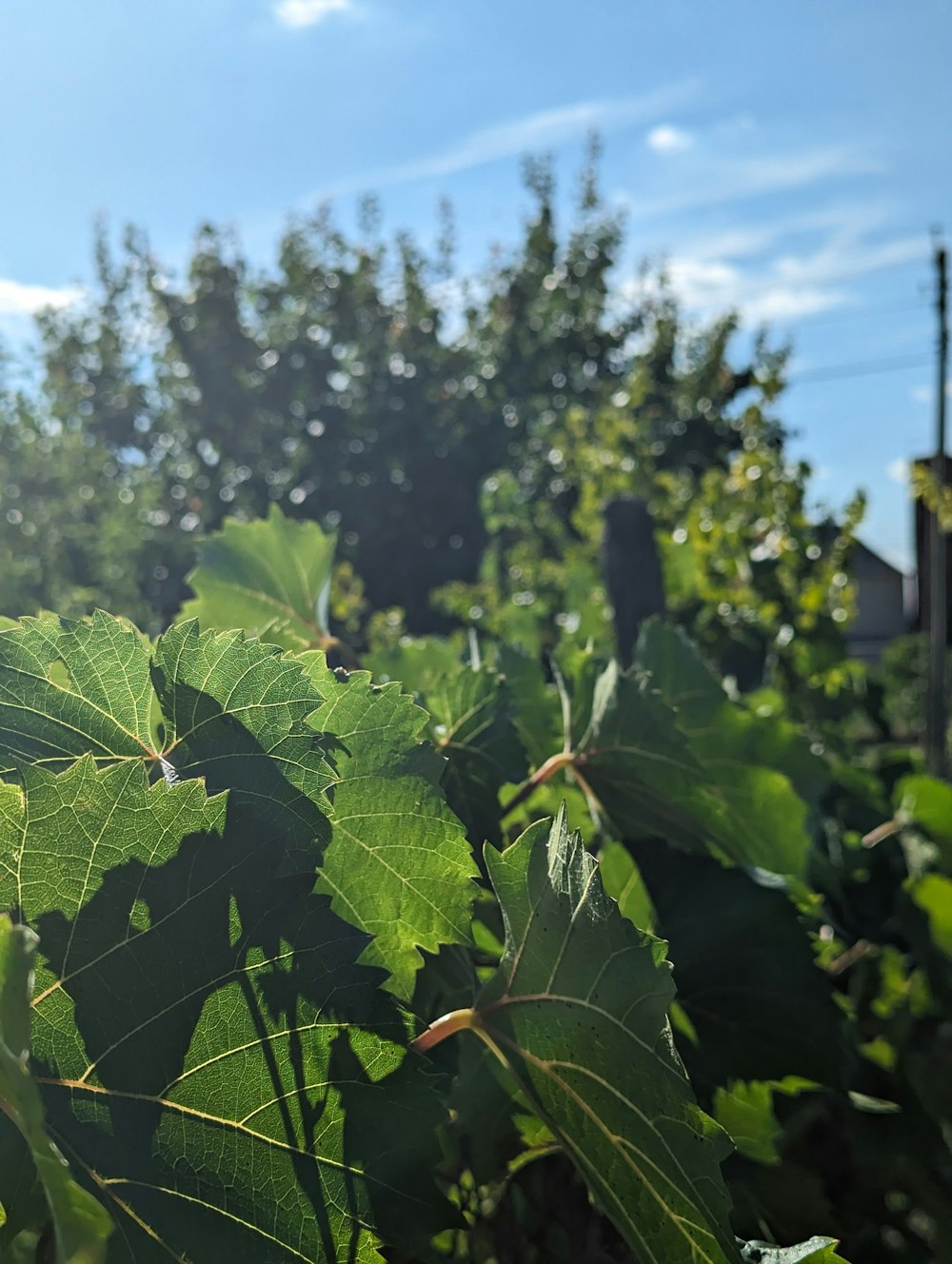 a large leafy plant in the middle of a field