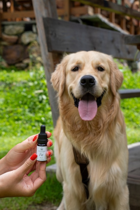 A Golden Retriever is sitting outdoors on a green lawn. In the foreground, a person's hand with red-painted nails is holding a small bottle labeled 'Pet.' The dog has a friendly demeanor with its tongue out. The background features wooden structures and stone elements, contributing to a rustic atmosphere.