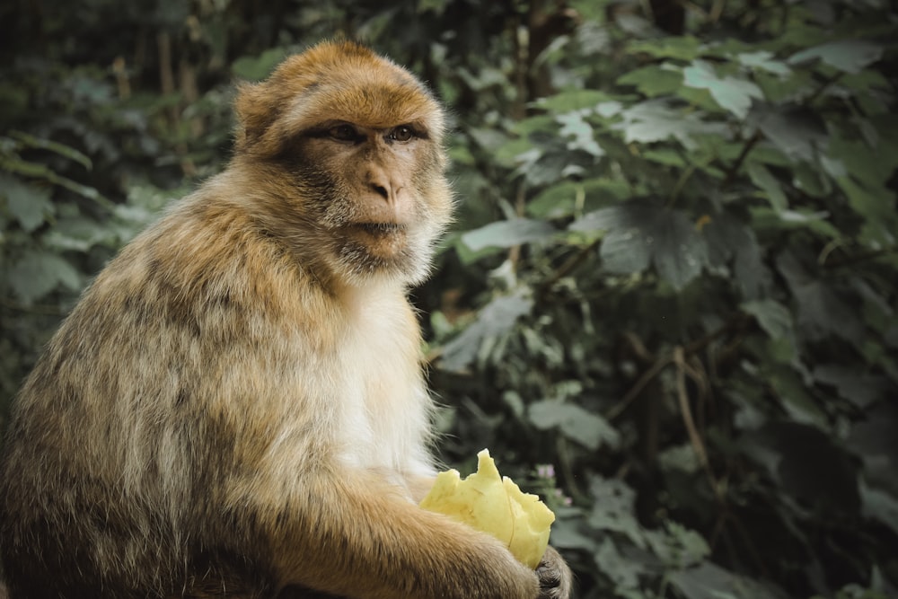 a monkey sitting on a tree branch eating a banana