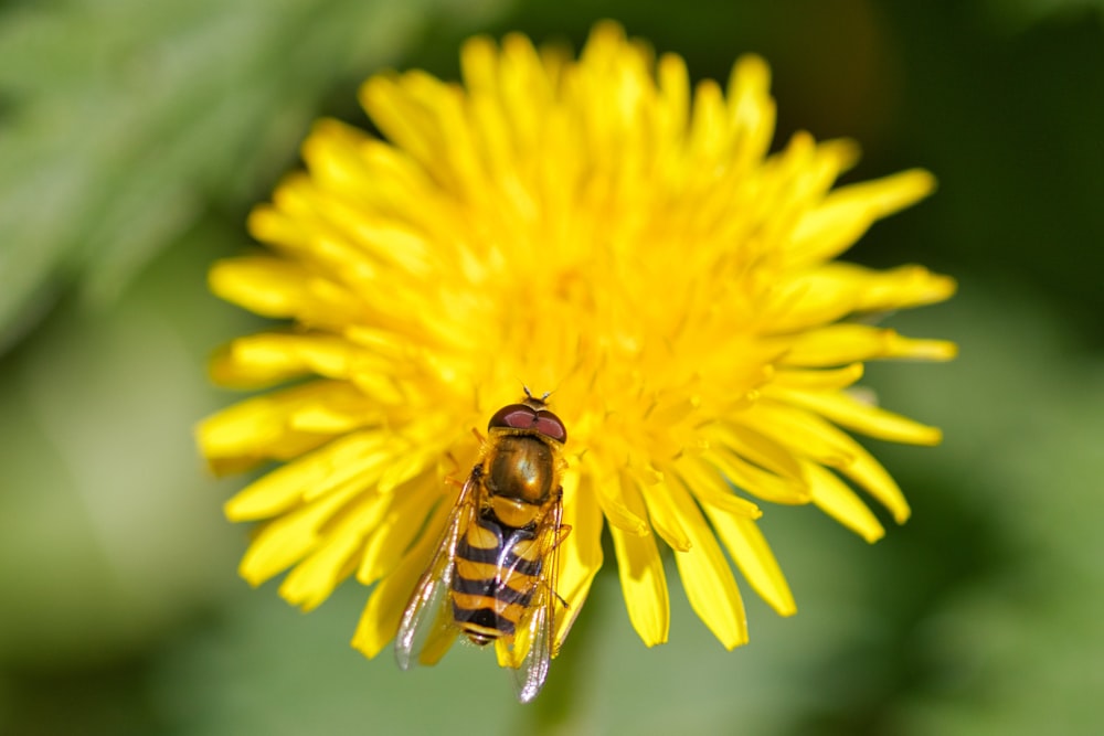 a close up of a bee on a yellow flower