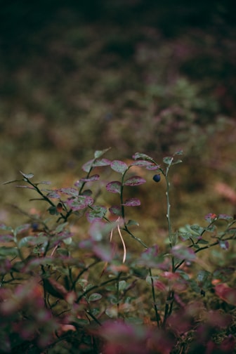 A close-up view of wild blueberries growing amidst lush green foliage. The leaves have a hint of purplish-green hues with dew drops or spots of moisture, adding texture and vibrancy. The background is blurred, emphasizing the plants in the foreground.