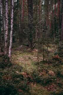 A dense forest scene with a variety of trees, including birch and pine, surrounded by lush greenery and moss-covered ground. The tall trees create a canopy, with sunlight filtering through the branches, casting subtle shadows on the forest floor. The environment appears calm and serene, with thick undergrowth and a sense of untouched nature.