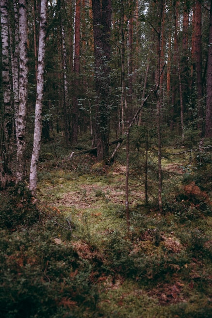 A dense forest scene with a variety of trees, including birch and pine, surrounded by lush greenery and moss-covered ground. The tall trees create a canopy, with sunlight filtering through the branches, casting subtle shadows on the forest floor. The environment appears calm and serene, with thick undergrowth and a sense of untouched nature.