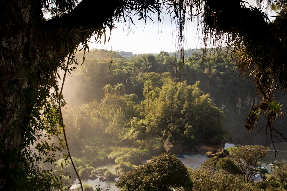 a river flowing through a lush green forest