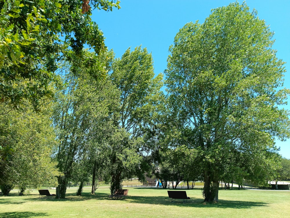 a park with benches and trees on a sunny day