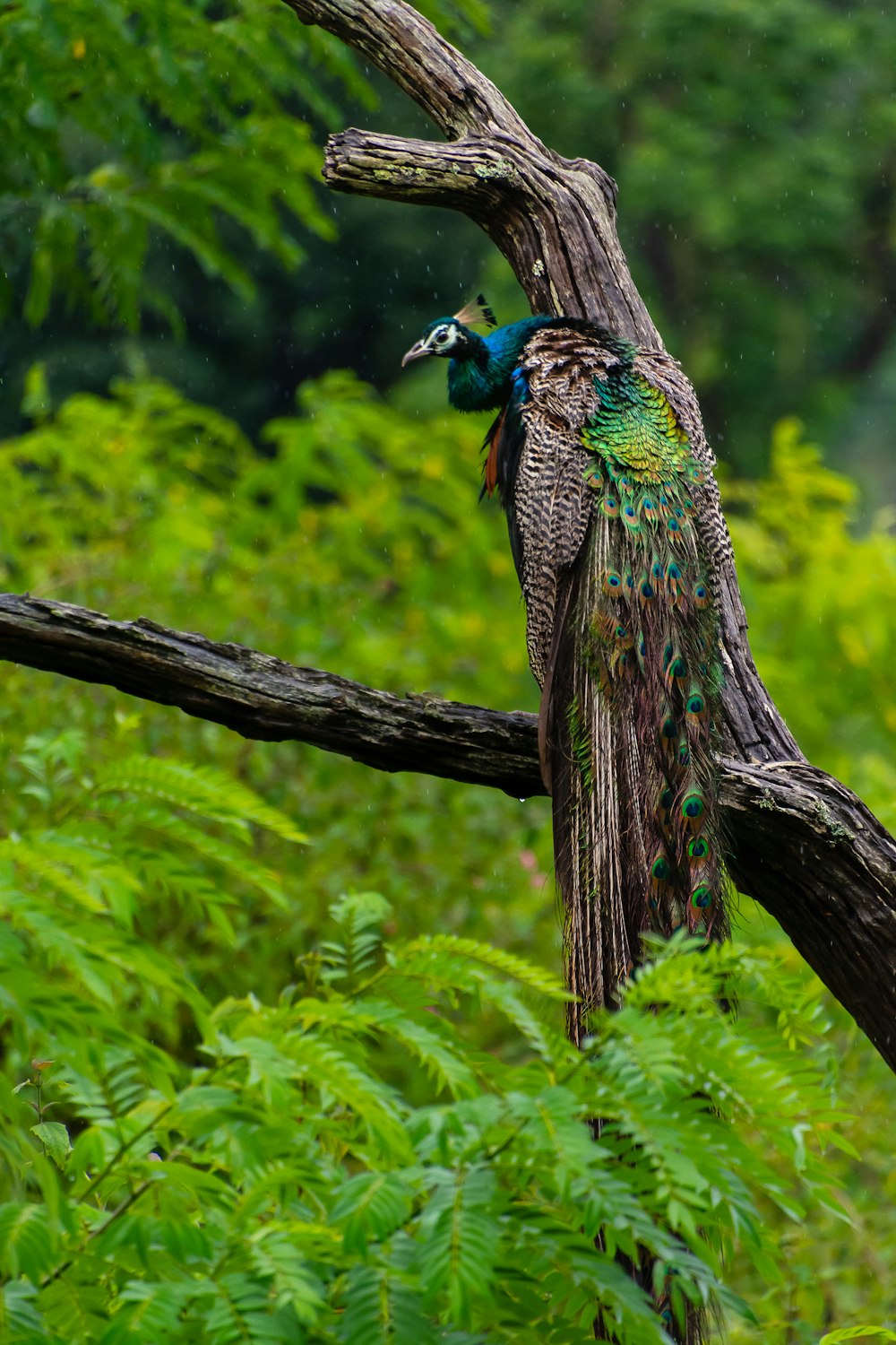 a peacock sitting on top of a tree branch