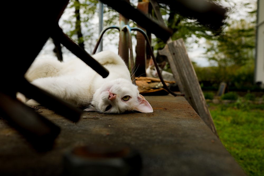 a white cat laying down on the ground