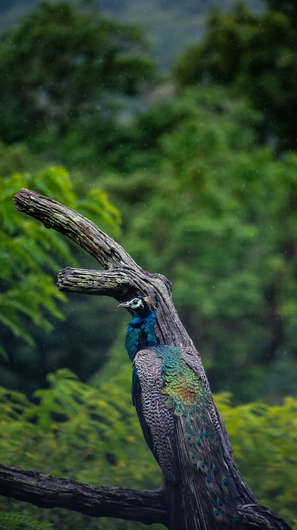 a peacock sitting on top of a tree branch
