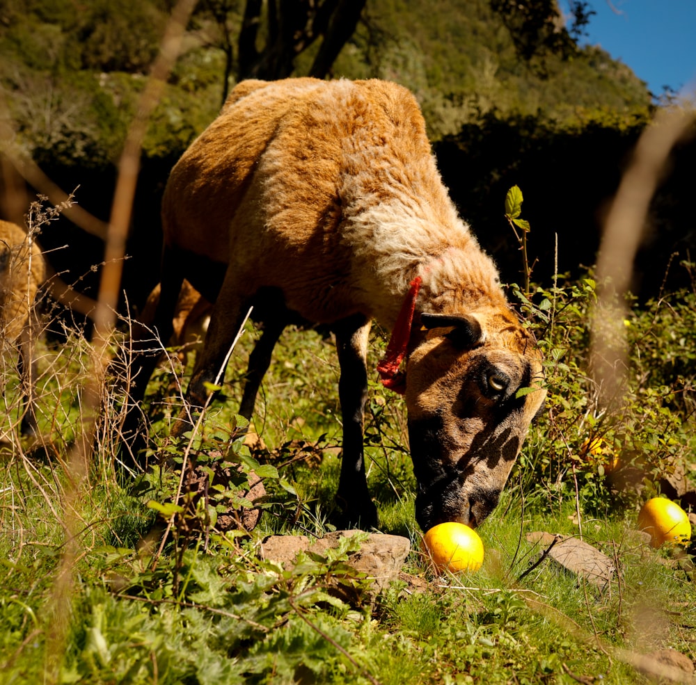 a sheep grazing in a field with yellow balls