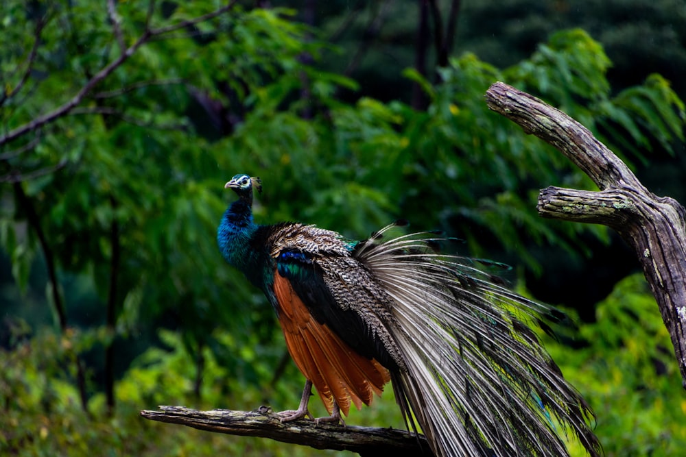 a bird with a long tail sitting on a tree branch