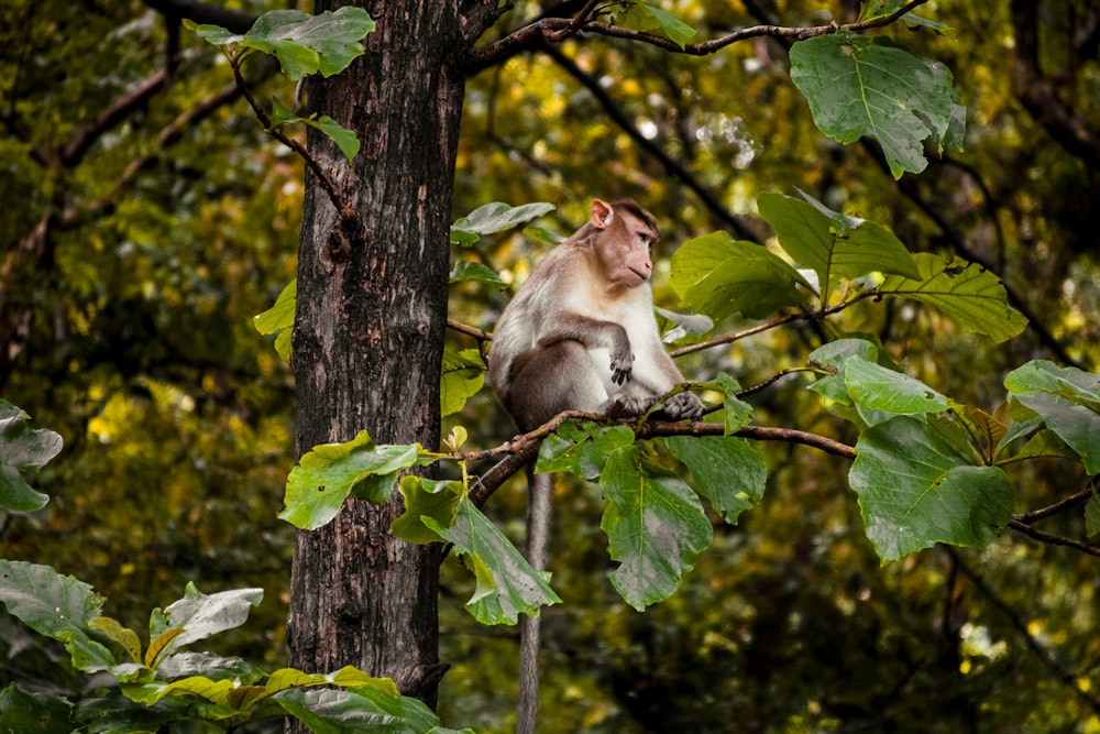 a monkey is sitting on a tree branch