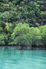 A serene body of turquoise water is surrounded by dense green foliage. Mangrove trees emerge from the water, their roots visible above the surface, blending into the lush, forested background.