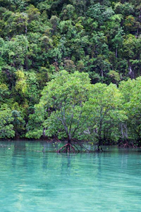 A serene African lagoon bordered by lush mangroves with local community members working together.
