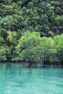 A serene body of turquoise water is surrounded by dense green foliage. Mangrove trees emerge from the water, their roots visible above the surface, blending into the lush, forested background.