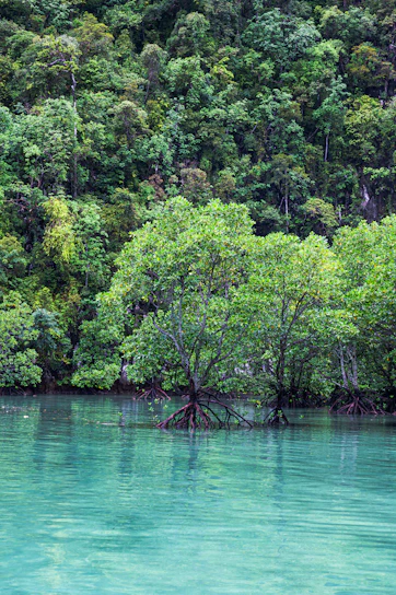 A serene African lagoon bordered by lush mangroves with local community members working together.