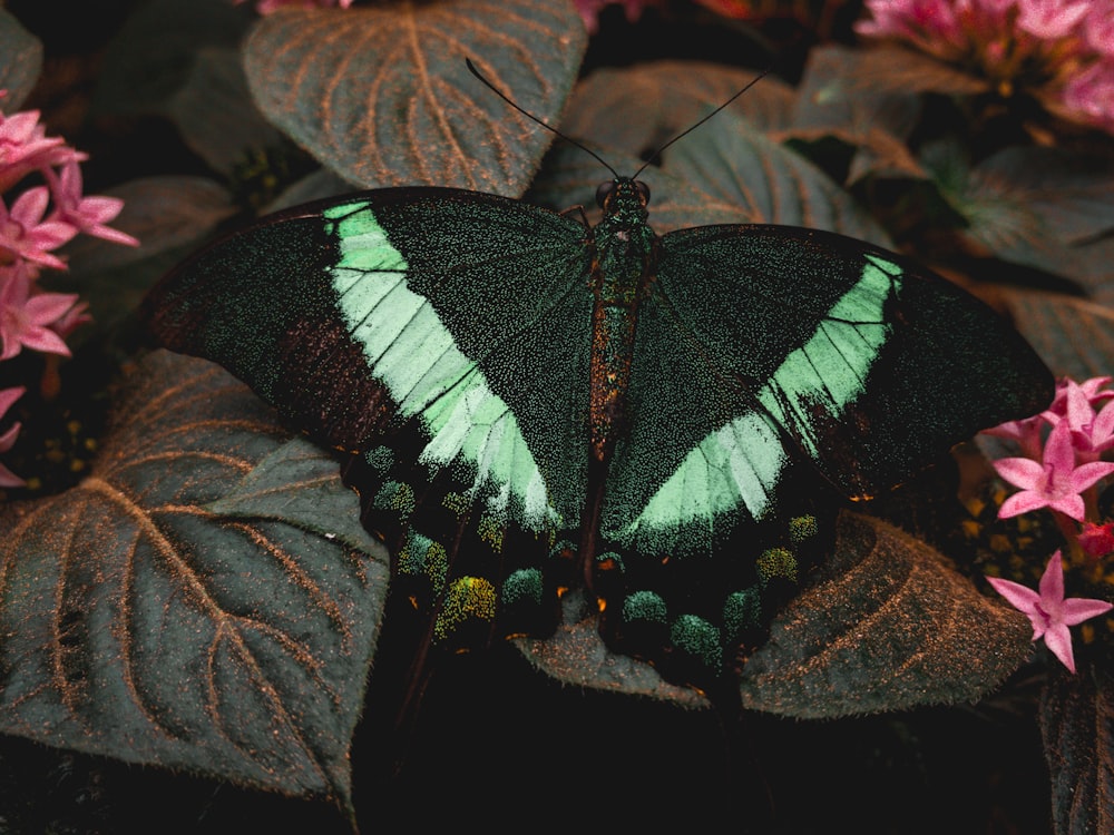a green and black butterfly sitting on top of a green leaf