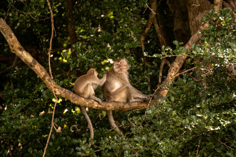 a couple of monkeys sitting on top of a tree