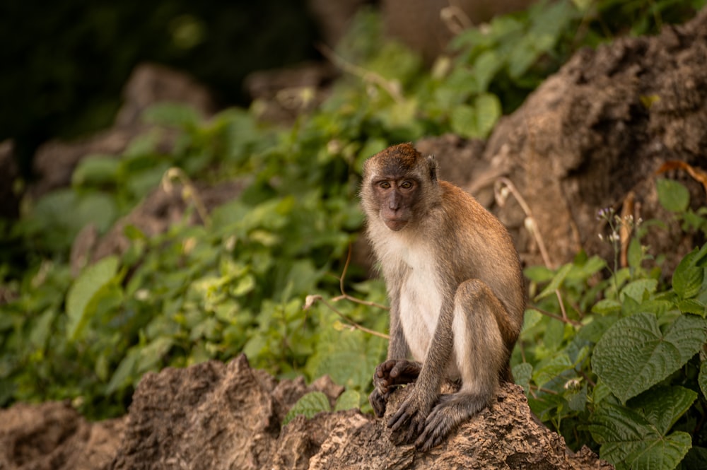 a monkey sitting on top of a rock